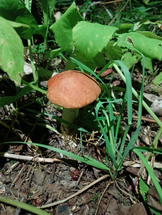 СлонотЯп-2. Начало