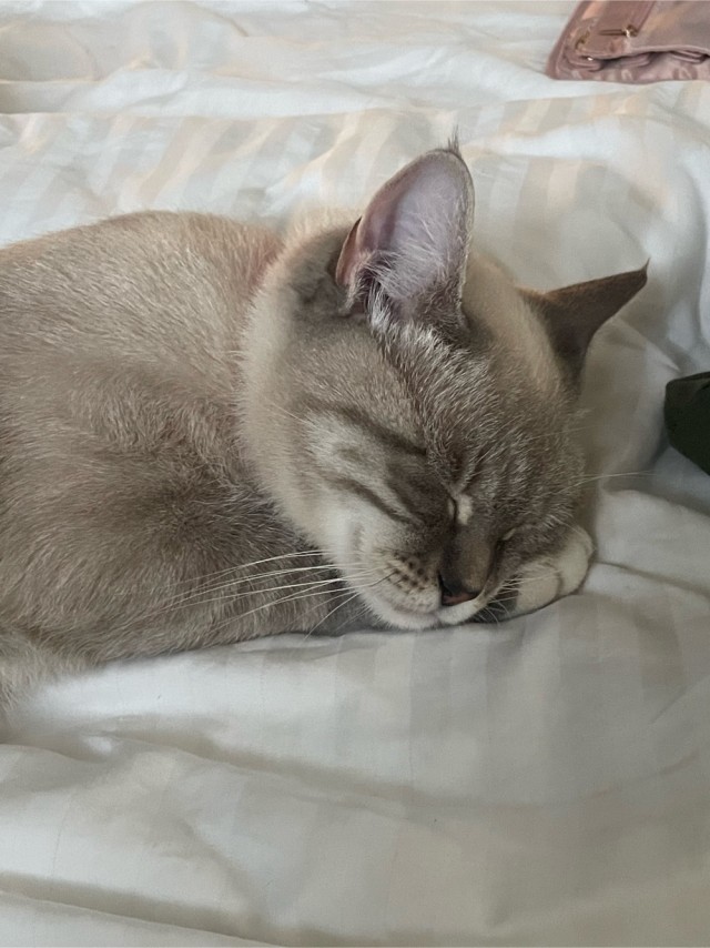 Котовторник