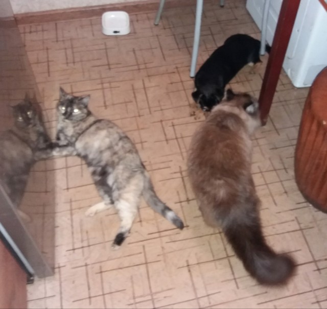 Котовторник 05/11/2024