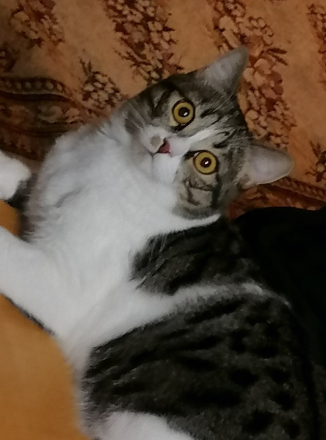 Котовторник в картинках