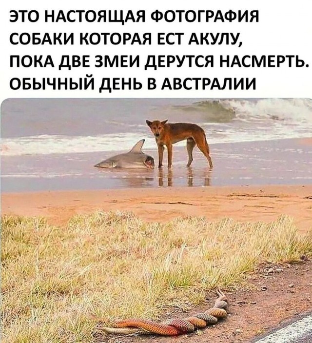 Как Канберра стала столицей Австралии