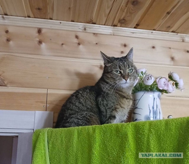 Черныш и Рыжик