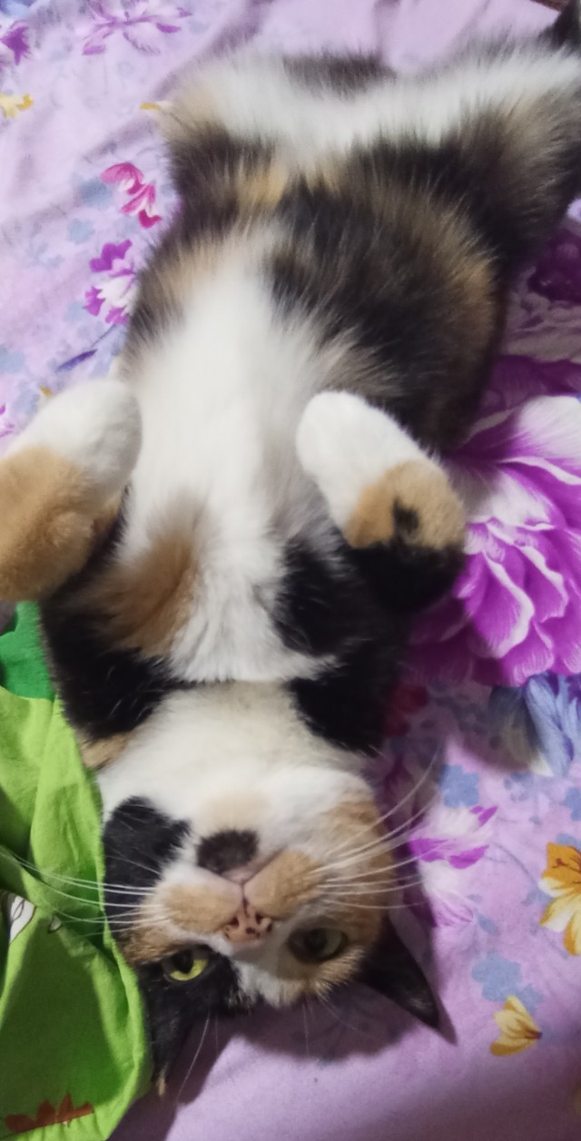 К котовторнику. Кот Роршаха