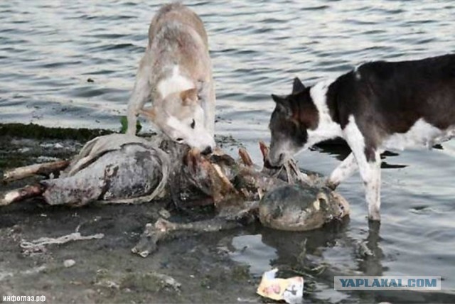 Бутан, таинственный Бутан