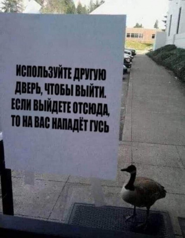 Веселые картинки в пятницу (04.04)