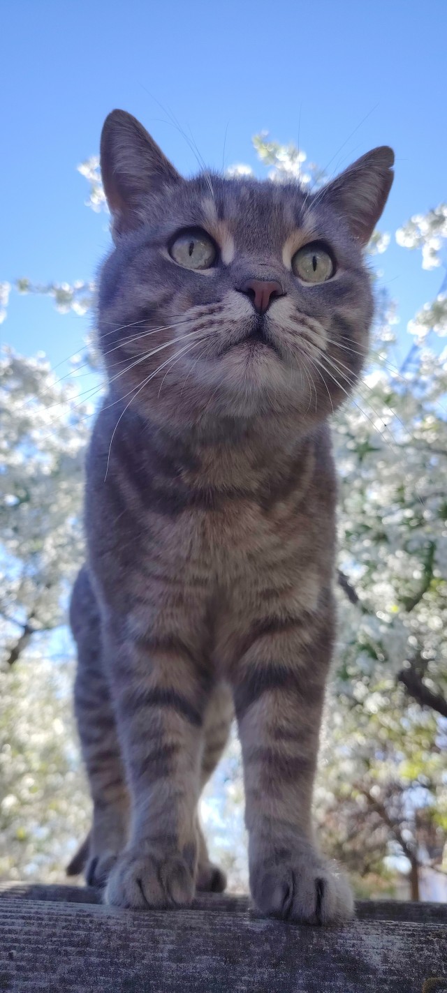Нефотогеничный кот