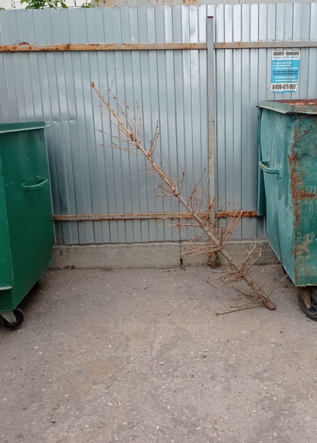 11 мая. Очередной слабак.