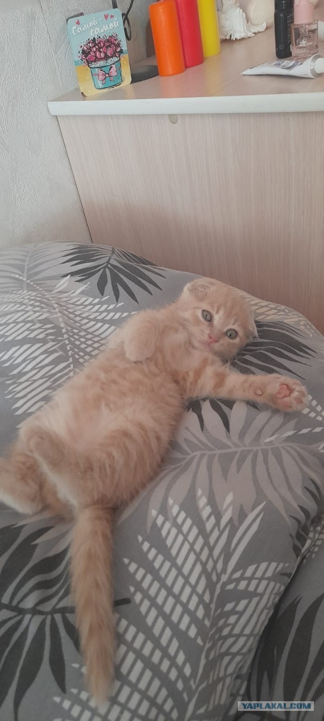 Маленький рыжий Симба