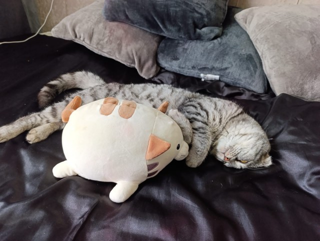 С котовторником