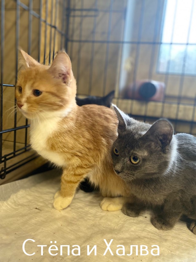 Жизнь домашнего приюта "Котоленд" 515