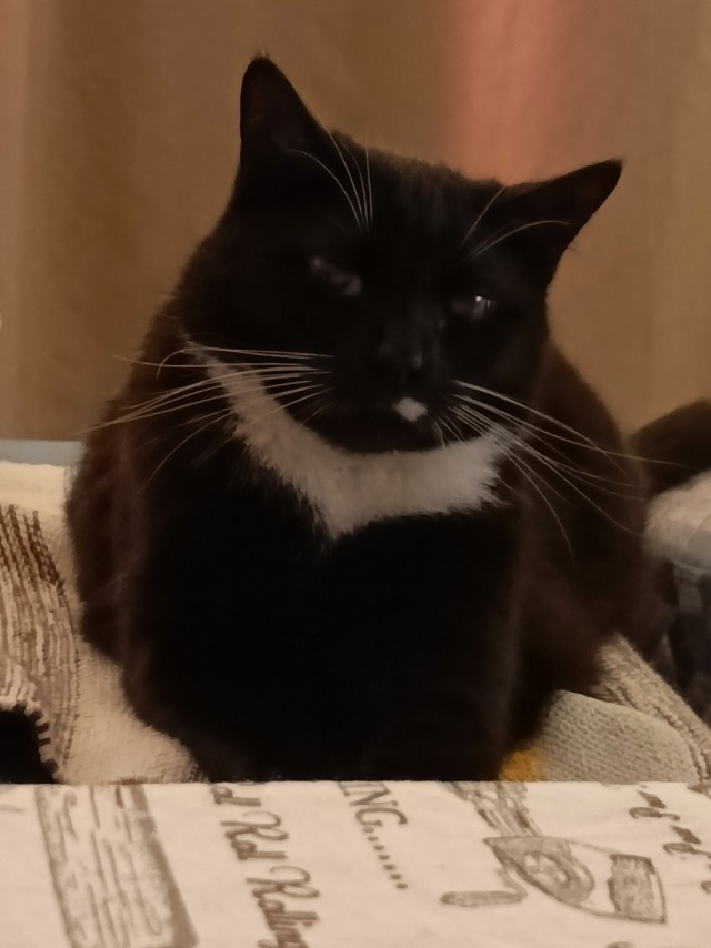 Котовторник же!