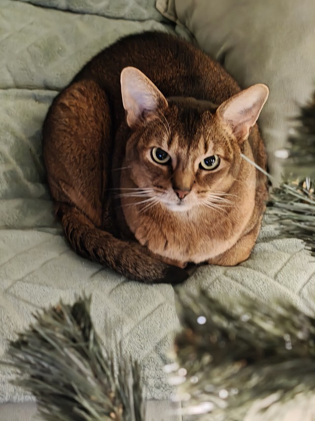Котовторник,  кот Марс.