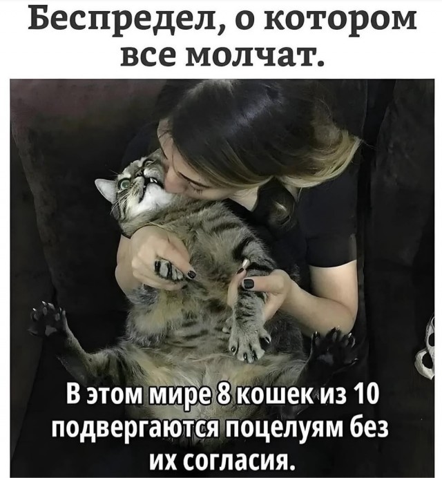 Трансформация уличной кошки в потрясающую красавицу