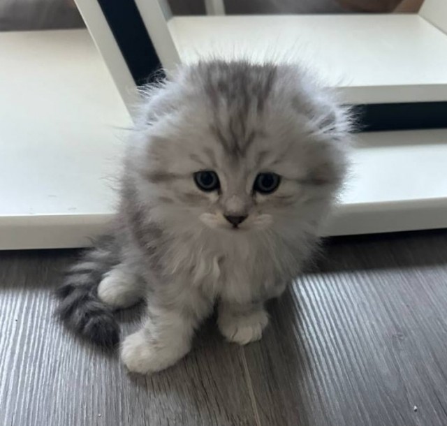 Принимайте в ряды вислоухих