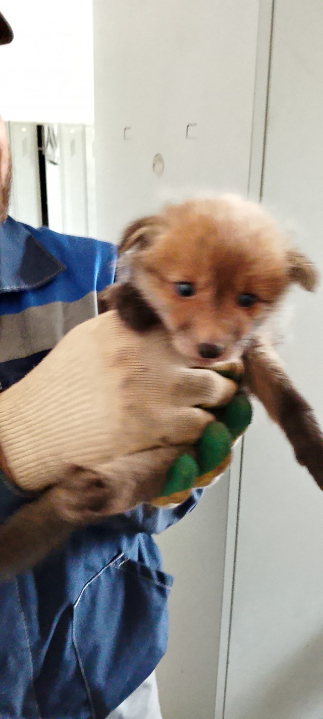 Вот вам лися