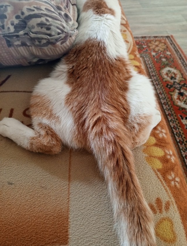 Котег.