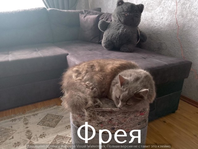 Жизнь домашнего приюта "Котоленд" 549