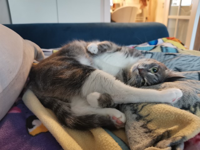 Ура, котовторник!