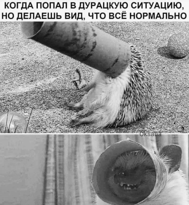 Картинки для деградации 247 (разной степени свежести)
