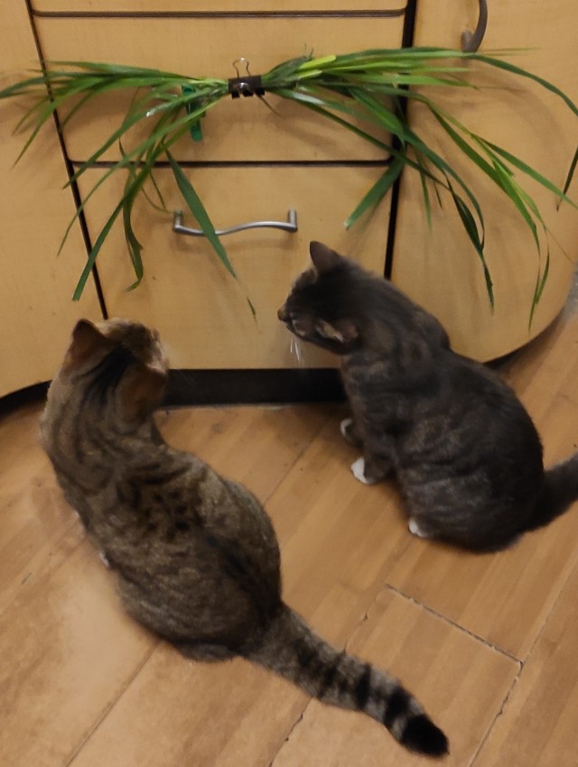 Фотки красивого кота.