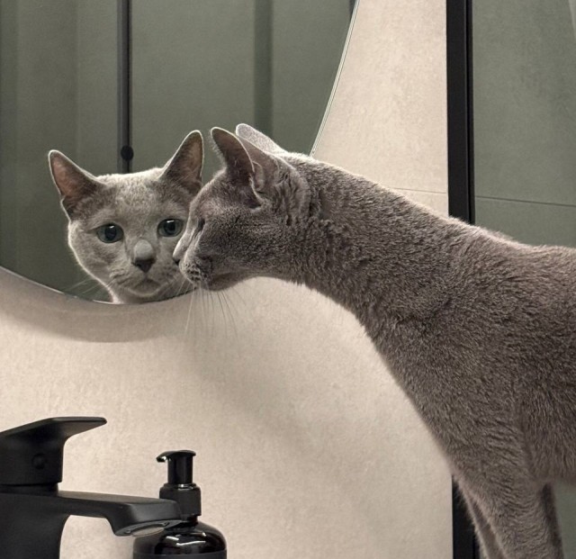 Продолжаем котовторник