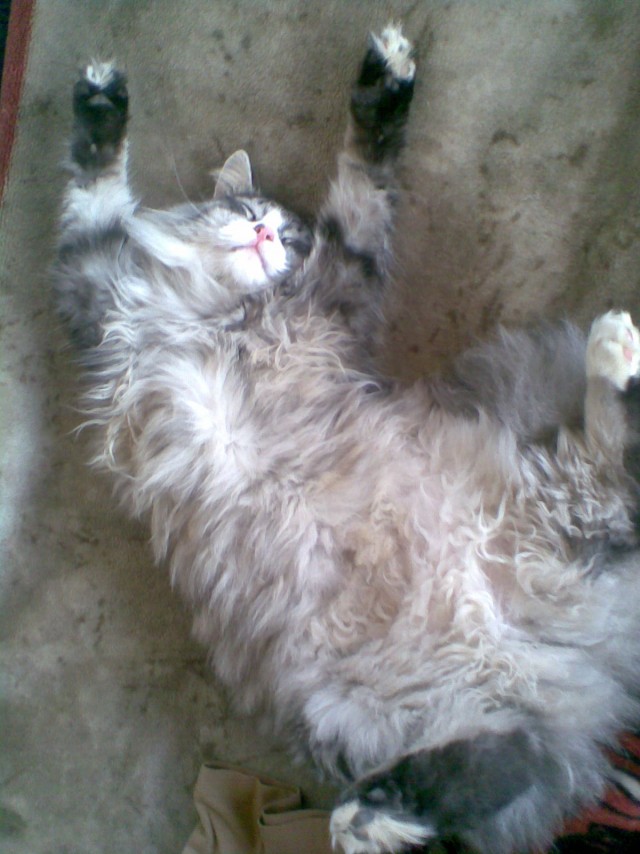 Котейка, который не знает как лежат котейки
