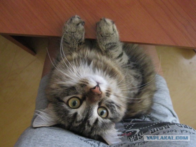 Котовторник 29.10.2013