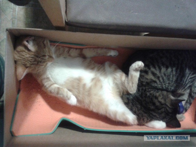 Котовторник 4.02.2014