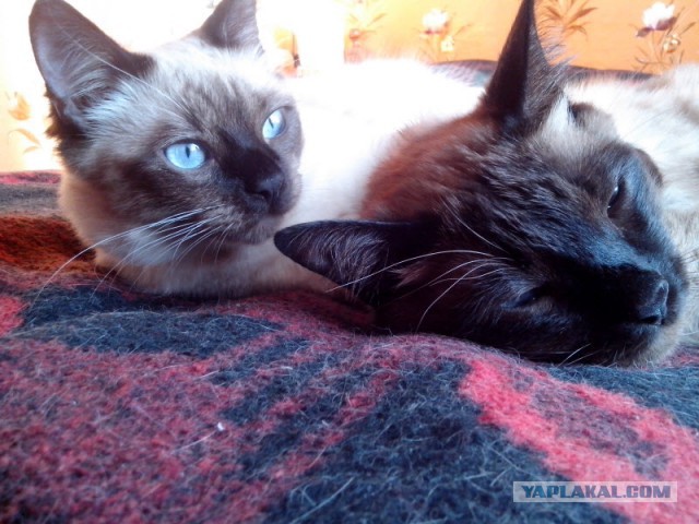 Вот уж не ждали от котов