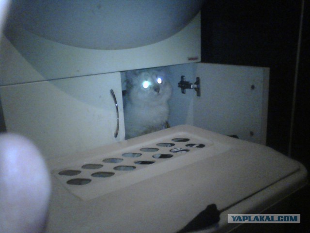 Котовторник 25.02.2014