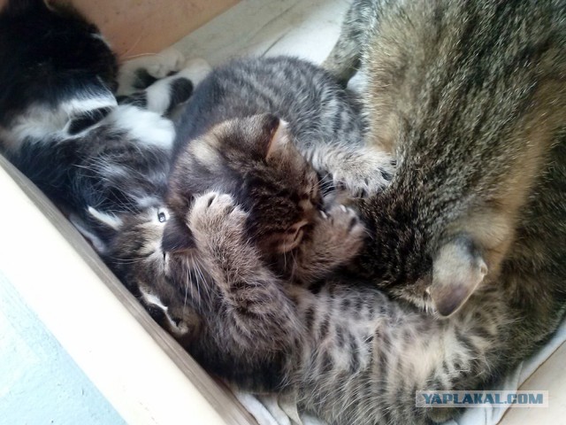 Котовторник   15.04.2014