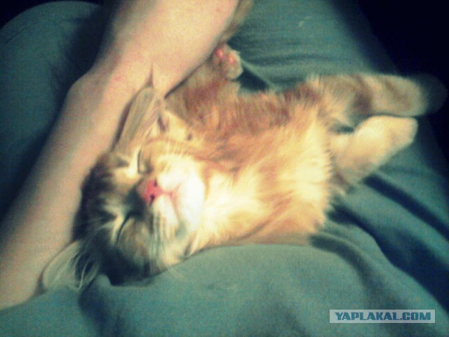 Котовторник 6.05.2014