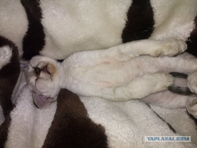 Котовторник 22.07.14