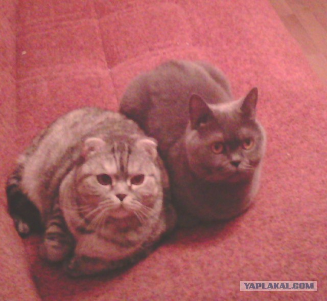Котовторник 23.09.2014.