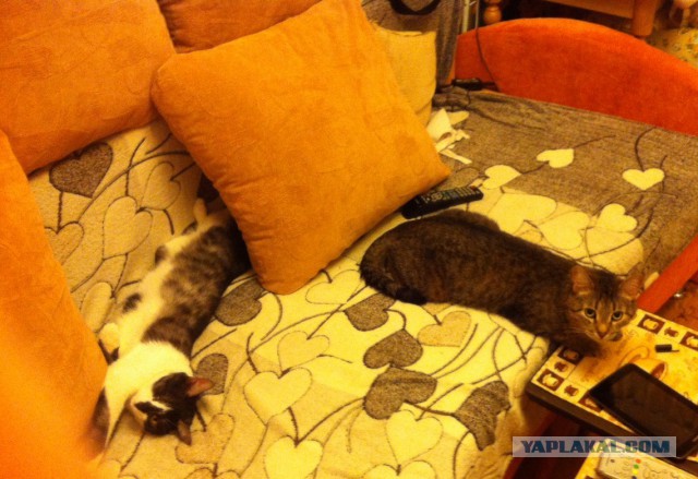 Котовторник 2.12.14