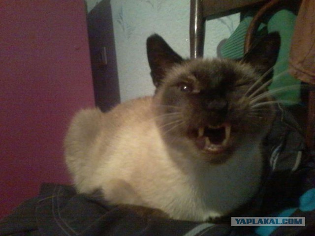 Моим котам