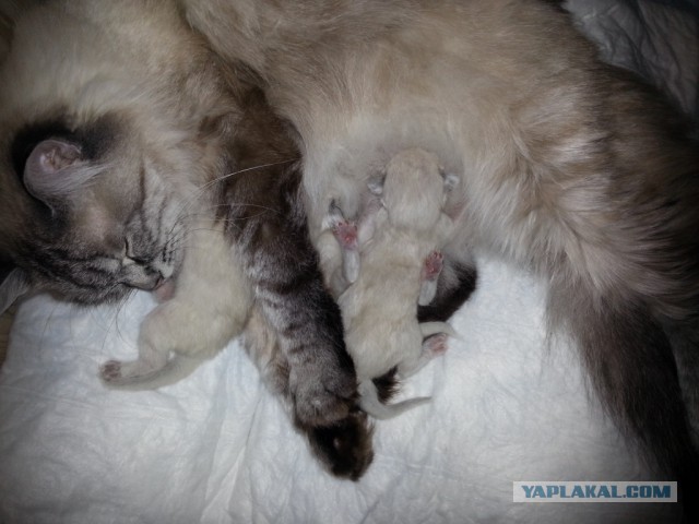 Котовторник