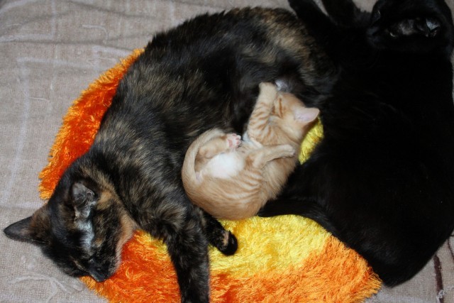 Котовторник 24.03.2015