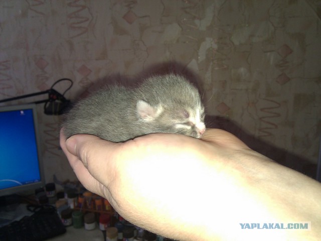 Про Тучку, которая стала Дымкой