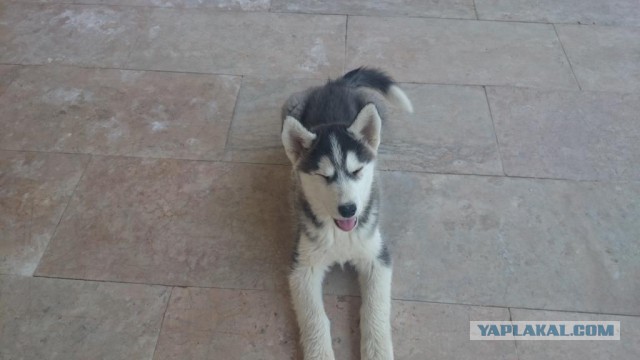 Собака — Улыбака :)