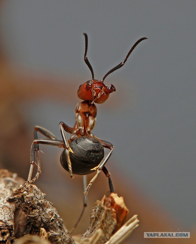 Развенчан миф: муравьи оказались бездельниками!