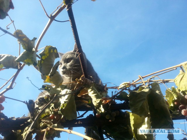 Котовторник 13.10.2015
