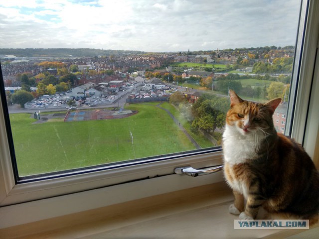 Котовторник 20.10.2015