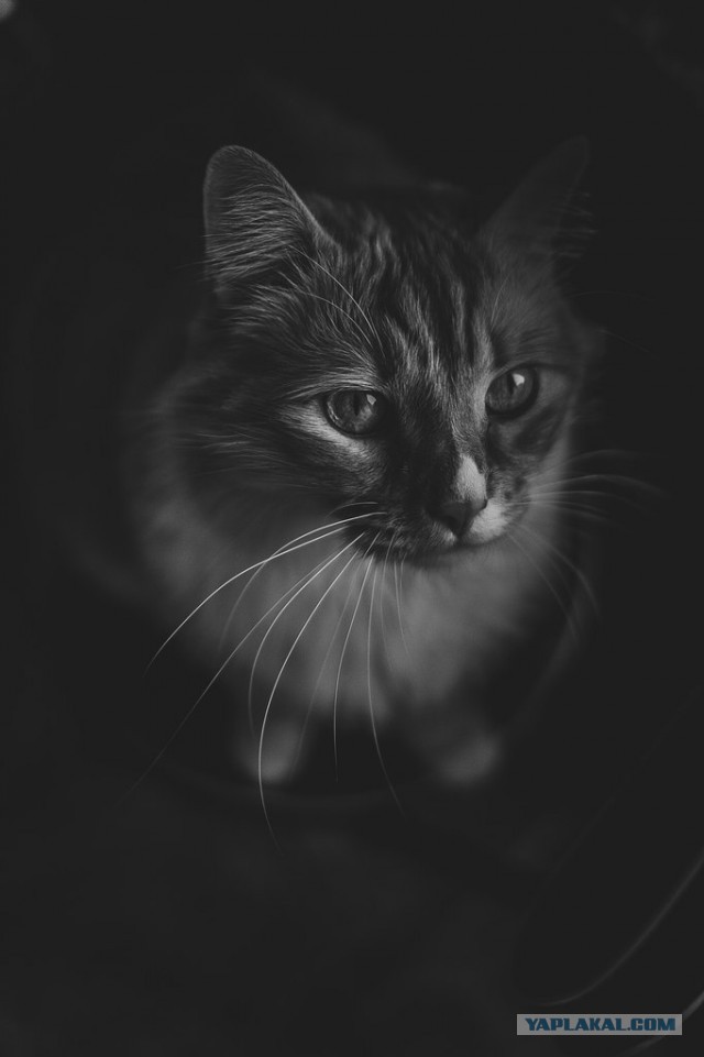 Котовторник 20.10.2015