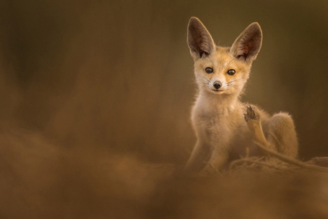 National Geographic: лучшие фото путешественников