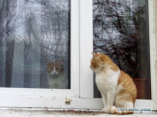 Котооо-о-о-вторник