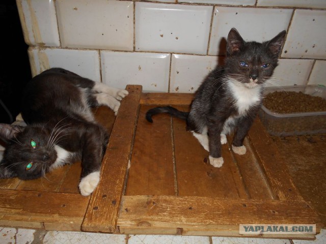 Жизнь домашнего приюта для котеек 95