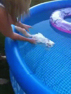 Кот, который плавал сам по себе