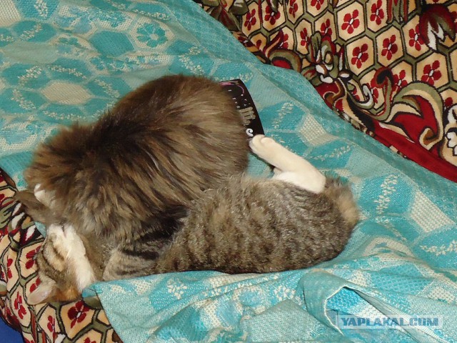 Мой личный котоленд 9