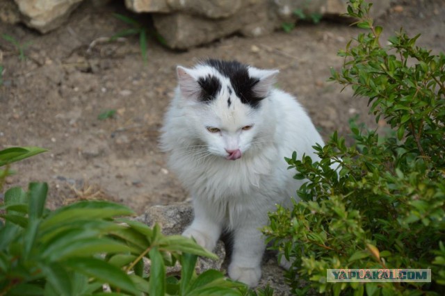 Котовторник 16.02.16